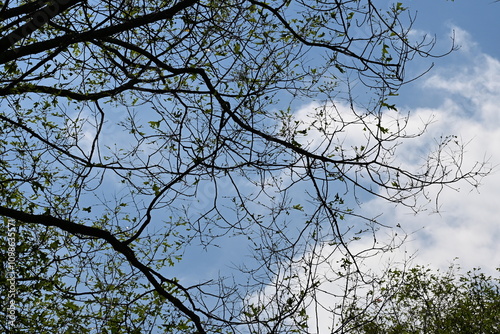 Large tree during the late spring season