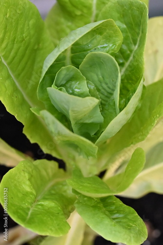 Close up of romaine lettuce