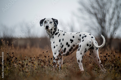 Wallpaper Mural Dalmatian dog standing in an autumn field in quebec canada Torontodigital.ca