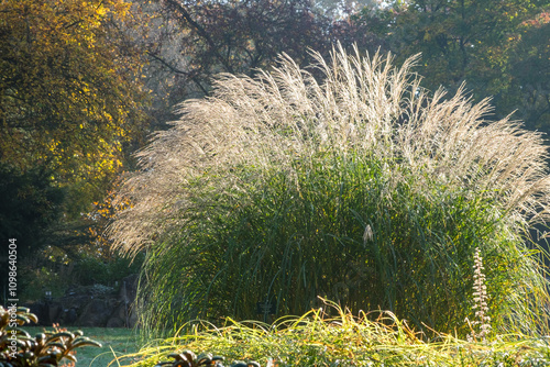 Miscanthus sinensis 'Federweißer'