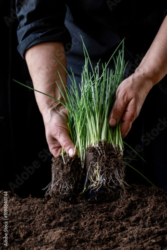 bunch bundle young garlic shoots hand holds green growing ground bieslook greenhouse farmer