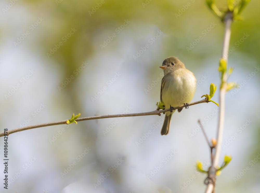 Obraz premium Least Flycatcher Perched On Branch