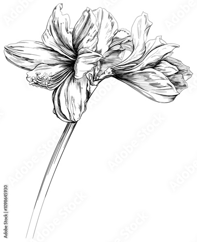 Flower isolated on white. Hand drawn ink illustration vintage style.