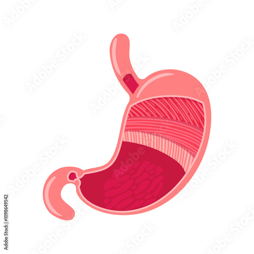 The structure of the human stomach, layers of muscles, mucous membrane. Vector illustration in anatomically realistic style. Healthy organs of the digestive system. Health problems. Medical brochure