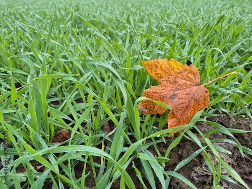 Liść na zielonym polu