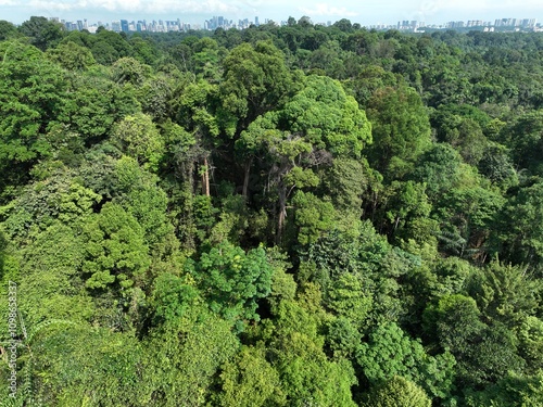 Photography Singapore skyline and rainforest