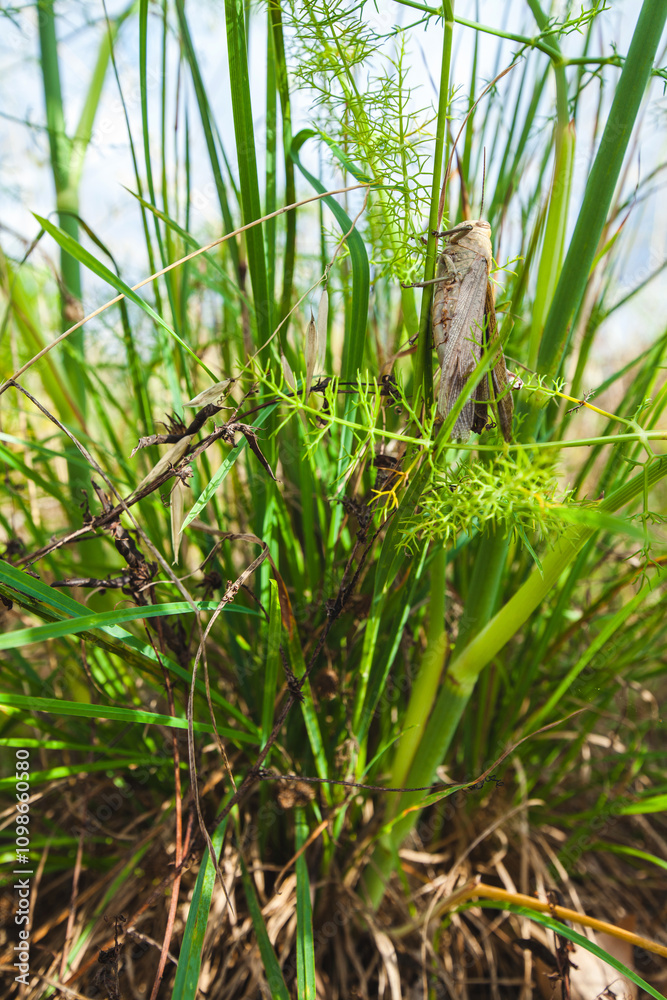 Fototapeta premium Close-up of a brown grasshopper perched on vibrant green blades of grass, surrounded by delicate vegetation, highlighting the beauty of natural wildlife in its habitat