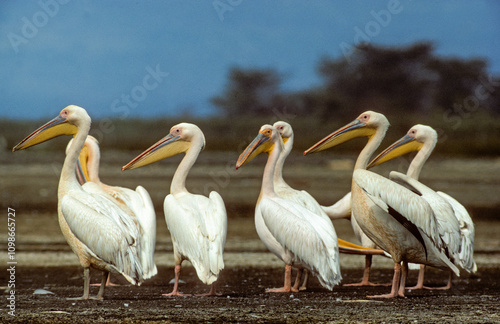 Pélican blanc,.Pelecanus onocrotalus, Great White Pelican, Parc national du lac Manyara, Tanzanie photo