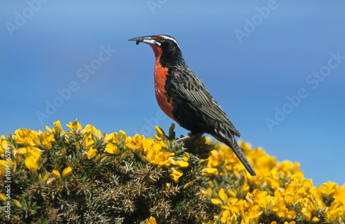 Sturnelle australe,.Leistes loyca, Long tailed Meadowlark photo