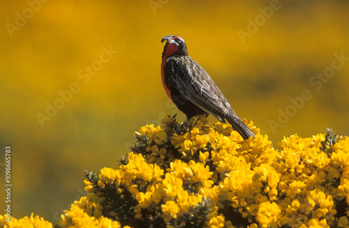 Sturnelle australe,.Leistes loyca, Long tailed Meadowlark photo