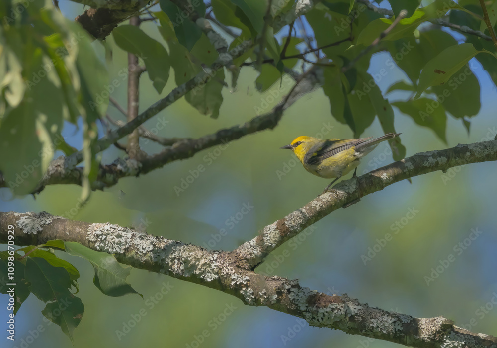 Fototapeta premium Blue-winged Warbler Perched In Tree