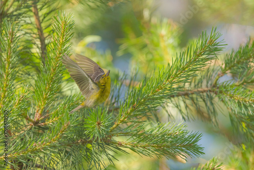 Pine Warbler In Pine Tree photo