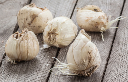 Bulbs of different types of Frisillaria on a garden table.