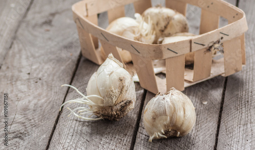 Bulbs of different types of Frisillaria on a garden table.