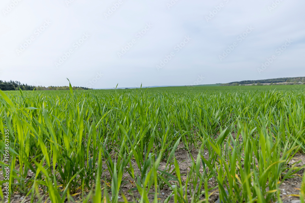 Fototapeta premium green wheat in cloudy weather in spring
