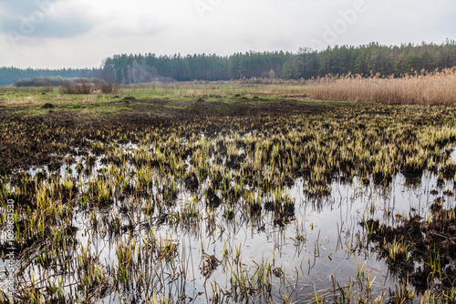 Swamp with dry grass spring evening photo