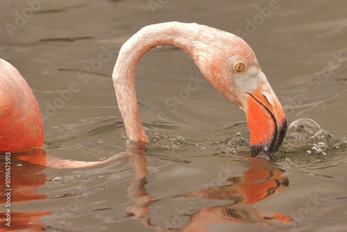 Kralendijk, Bonaire, Dutch Antilles photo