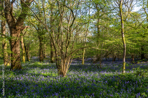 A bluebell wood in rural Sussex, on a sunny spring morning photo