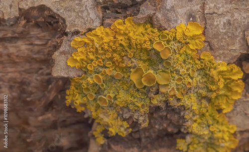 Lichen (Xanthoria) photo