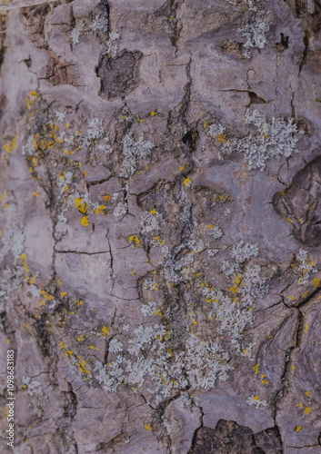 A Variety Of Lichens Growing Together photo