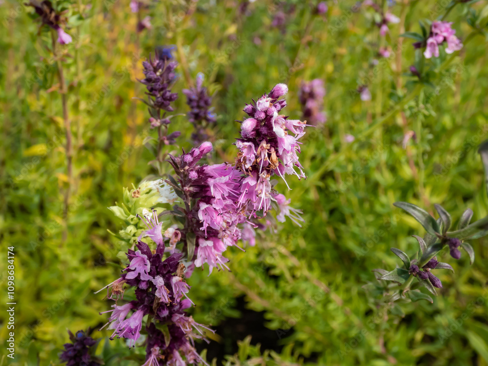 Obraz premium Close-up of the Hyssop (Hyssopus officinalis ) flowering with pink, blue or white flowers in summer