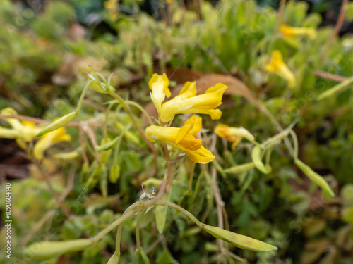 Close-up of the Yellow corydalis or rock fumewort (Pseudofumaria lutea) flowering with yellow-green flowers in rock garden photo