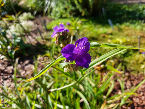 Spiderwort and dayflower (Tradescantia) Zwanenburg blue flowering with deep blue flower with three petals in a garden photo