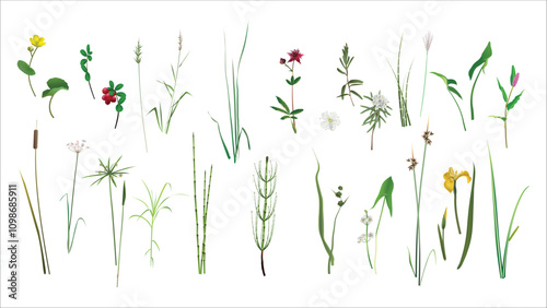 Calamus, lingonberry, reed, marsh cinquefoil, wild rosemary, miscanthus, arrowhead, Persicaria, cattail, umbrella rush, tsipperus, sedge, horsetail, bur-reed, reed, iris, calamus. Wild swamp plant set