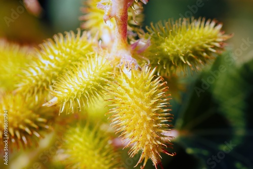 Xnthium strumrium or common cocklebur, close up photo