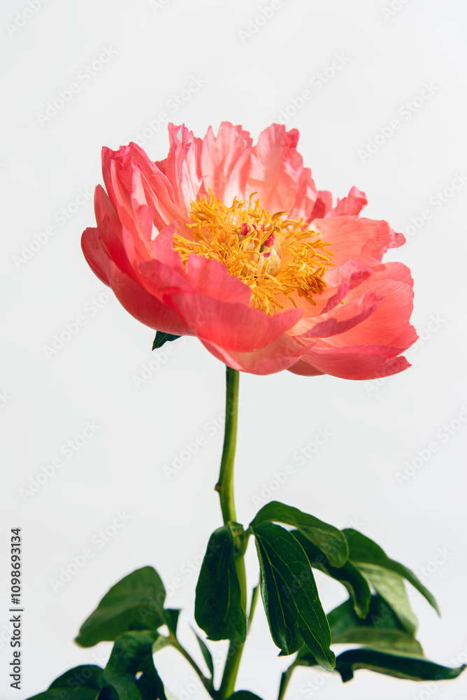 Fototapeta premium Fresh pink peony flower on light grey background