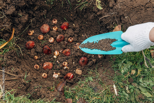 top dressing with granular fertilizer for spring bulbous plants when planting photo