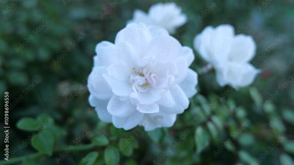 Obraz premium white and pink flower