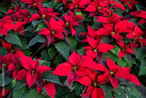 Merry Christmas, classic dark red flowers of seasonal poinsettia plants, celebrate the holidays with plant background
 photo