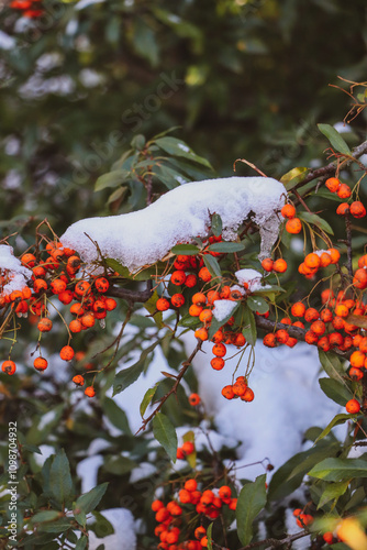 Red rowan berries covered with snow, winter berries 