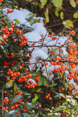 Red winter rowan berries covered with snow, berries on a branch 
