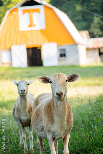 Sheep