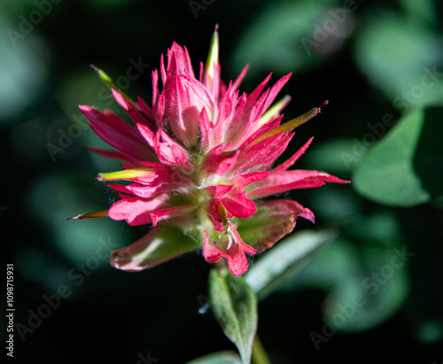 Indian paintbrush