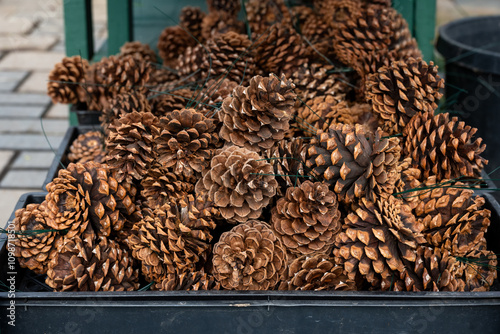 Pile of pinecones wired together for decorative use in Christmas wreath making, celebrate the holidays
 photo