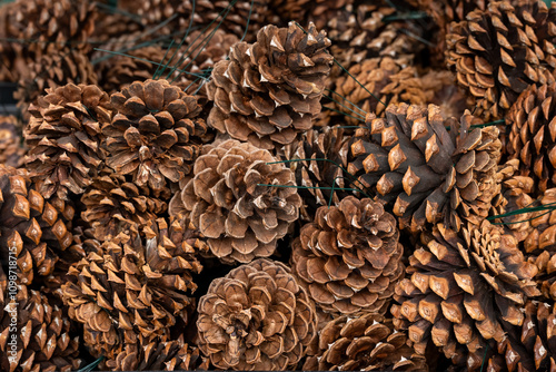 Pile of pinecones wired together for decorative use in Christmas wreath making, celebrate the holidays
 photo