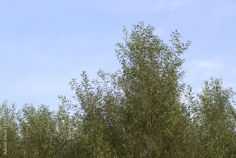 Fototapeta premium Willow tree leaves against blue sky background. Willow tree natural background 