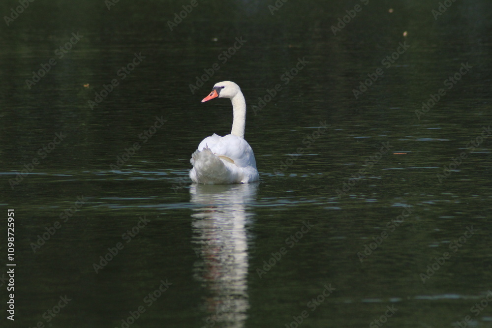 Fototapeta premium Graceful white Swan swimming in the lake, swans in the wild. Portrait of a white swan swimming on a lake. The mute swan, latin name Cygnus olor. 