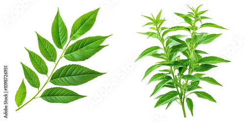 Fresh lemon verbena leaves, isolated on transparent background