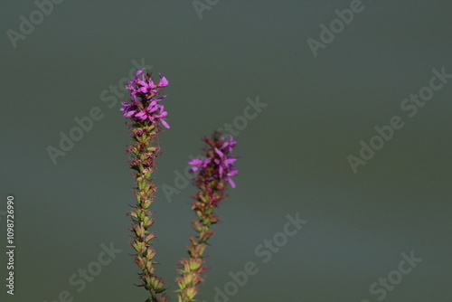 Lythrum salicaria (purple loosestrife), close up. Flowers of a purple loosestrife (Lythrum salicaria). Beautiful summer background. Beautiful floral background
 photo