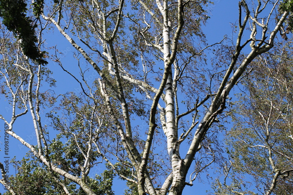 Fototapeta premium Birch tree with green leaves against blue sky background. Birch tree background 