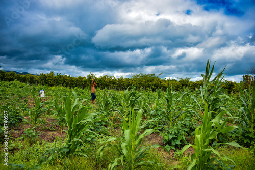 O plantio de milho envolve várias etapas, como o preparo do solo, a semeadura, o crescimento e a colheita. O ciclo do milho dura, em média, entre 120 e 150 dias photo