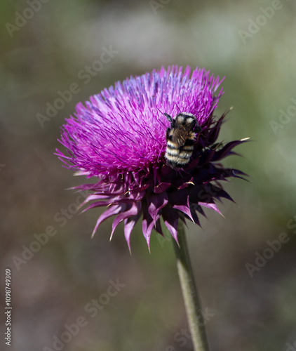 Bumble Bee