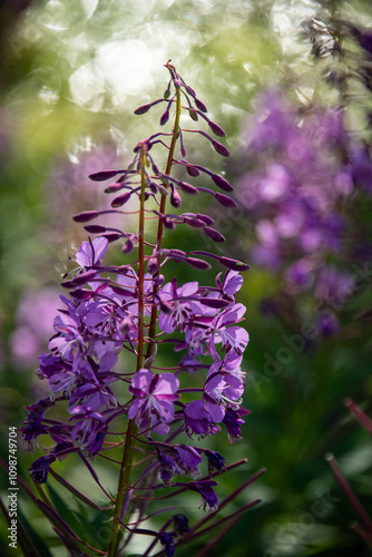 Fire Weed