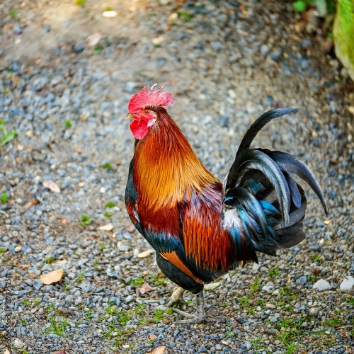 rooster scient. name Gallus domesticus bird animal, AI generated photo