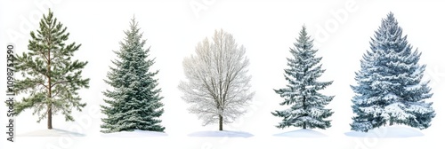 Snow evergreen pinaceae leaf isolated png set of winter picea pungens Colorado green spruce with snowy needles on a transparent background