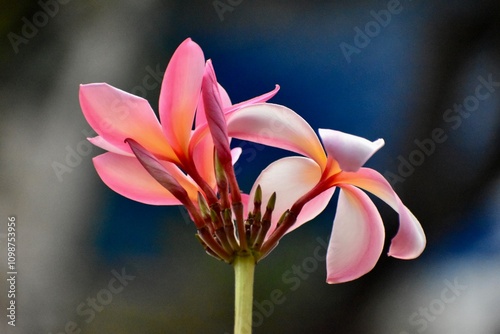 pink flower